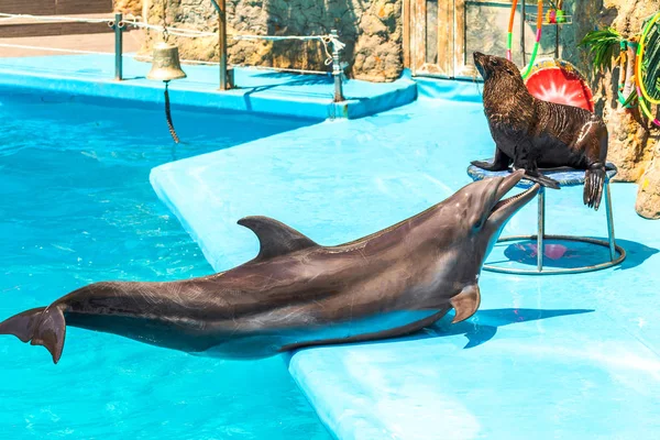 高兴只美丽的海豚微笑蓝色泳池水中明确阳光明媚的日子 — 图库照片