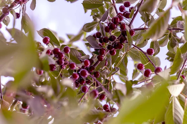 Cereza Colgando Una Rama Cerezo Cerezas Maduras Entre Las Hojas — Foto de Stock