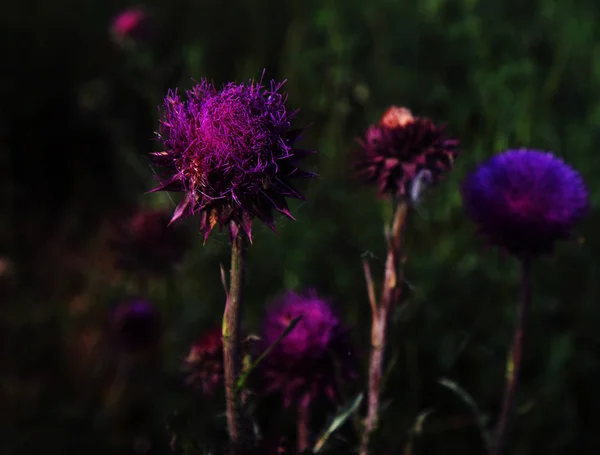 Gezegend Bloemen Van Melk Distel Close Melkdistel Melkdistel Marie Schotse — Stockfoto