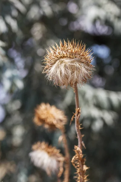 Plantas Herbáceas Milk Thistle Silybum Marianum Campo Com Poder Marian — Fotografia de Stock