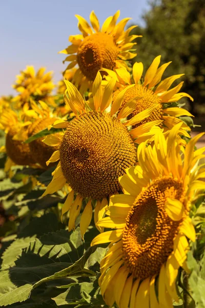 Bright Yellow Orange Sunflower Field Beautiful Rural Landscape Sunflower Field — Stock Photo, Image