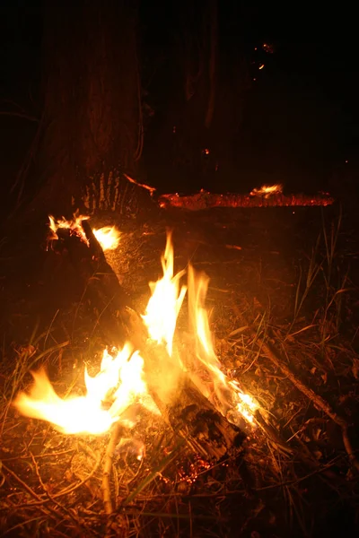 Fogo Florestal Árvore Caída Queimada Chão Lote Fumaça Quando Vildfire — Fotografia de Stock