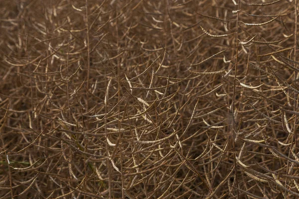 Violación Brassica Napus Canola Seca Madura Campo Antes Del Cultivo —  Fotos de Stock