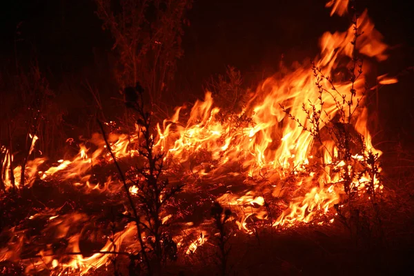 Лісова Пожежа Падаюче Дерево Спалюється Землі Під Час Пожежі Вогонь — стокове фото