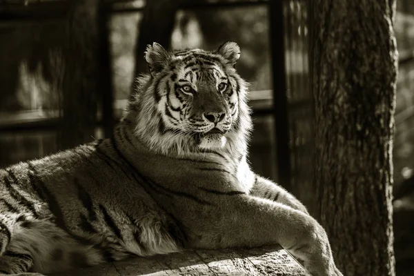 Tigre Siberiana Amur Nel Recinto Dello Zoo Bellissimi Animali Selvatici — Foto Stock