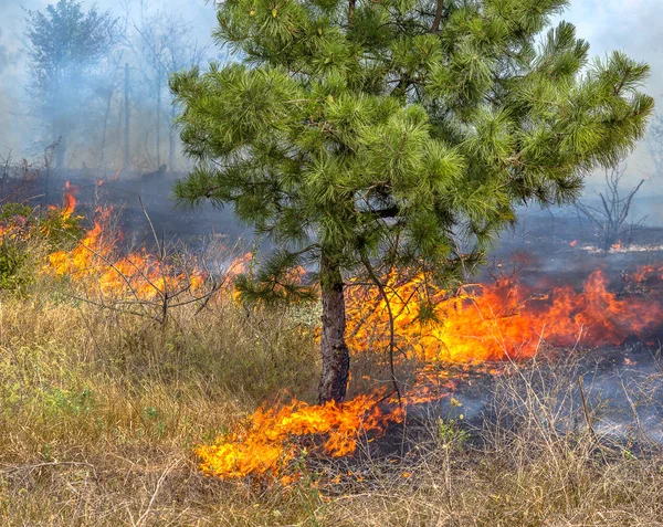 Incêndios Florestais Vento Seco Destruir Completamente Floresta Estepe Durante Uma — Fotografia de Stock