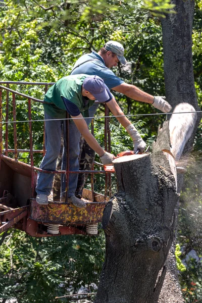 Odessa Ukraine July 2014 Workers Loggers Purified City Squares Dry — Stock Photo, Image