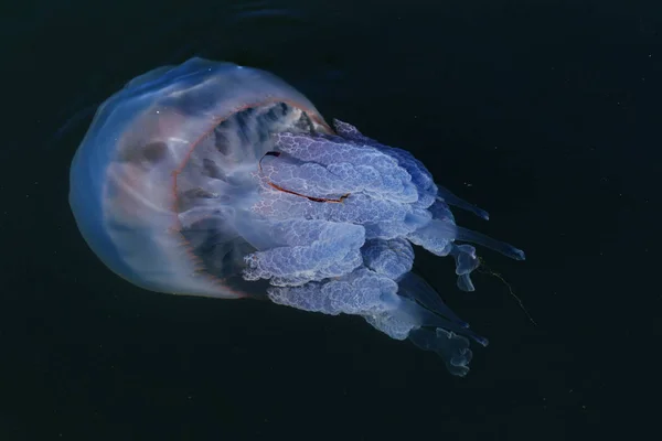 Rhizostoma Pulmo Barril Alforreca Medusas Com Ravinas Medusa Geléia São — Fotografia de Stock