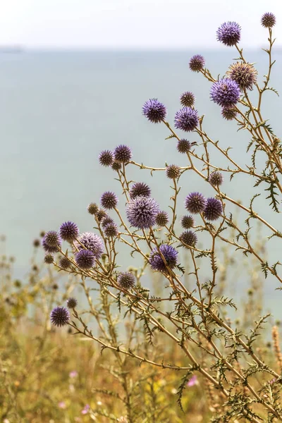 Flores Cardo Azul Florescem Prado Flower Heads Echinops Blue Thistle — Fotografia de Stock