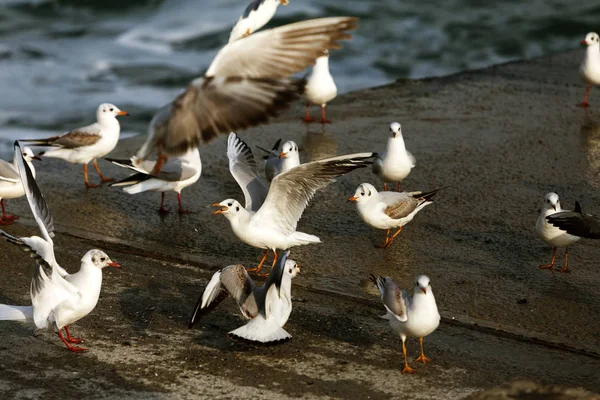 A flock of sea gulls on the sea close up. Seagulls on the sea beach.