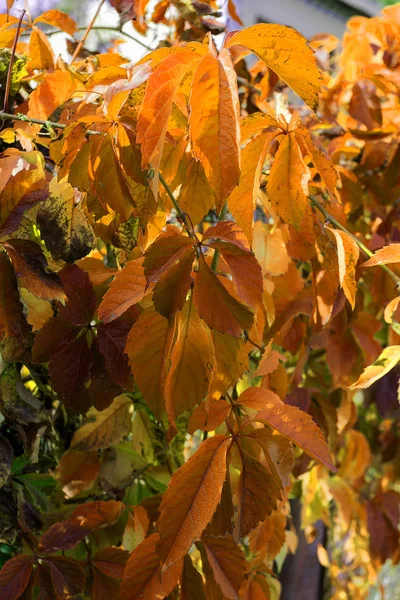 Folhas Vermelhas Outono Uvas Silvestres Penduradas Cerca Fundo Outono Bonito — Fotografia de Stock
