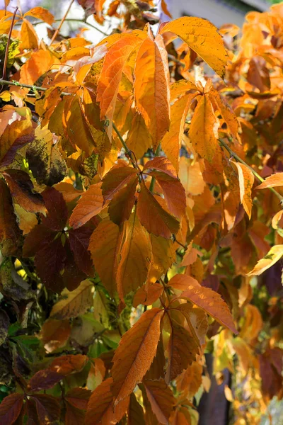 Hojas Rojas Otoño Uvas Silvestres Cuelgan Cerca Hermoso Fondo Otoño — Foto de Stock