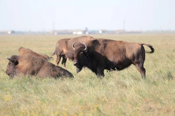 Beautiful Herd Buffaloes Resting High Grass National Safari Park Oskaniya — Stock Photo, Image