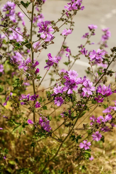 Feldkornblume Wiesenzichorien Eine Blume Eines Blauen Feldes Schöne Chicorée Blüte — Stockfoto