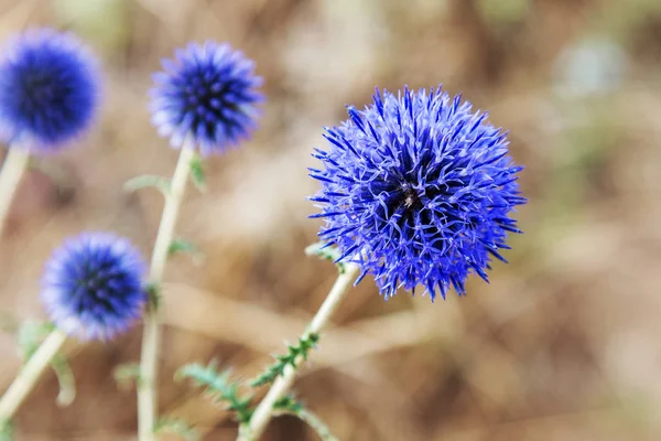 Ruohomaiset Kasvit Milk Thistle Silybum Marianum Kenttä Teho Marian Maito — kuvapankkivalokuva