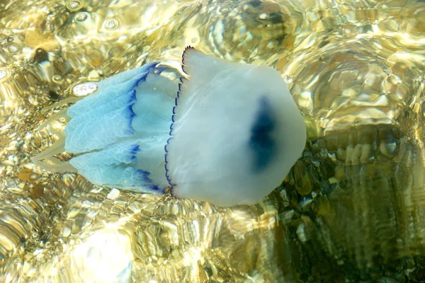 Więcej Głębokość Jellyfish Pływające Laguny Morze Wyniku Penetracji Zimne Przepływu — Zdjęcie stockowe
