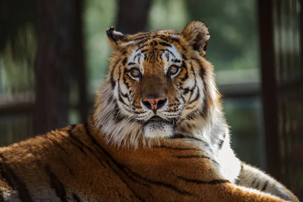 Tigre Siberiana Amur Nel Recinto Dello Zoo Bellissimi Animali Selvatici — Foto Stock