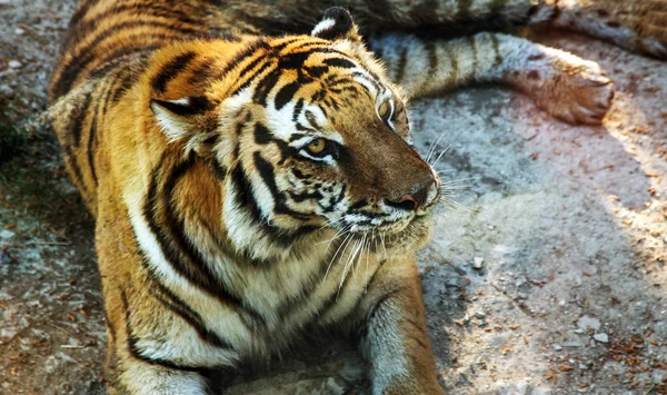 Sibiriska Amur Tiger Bilagan Djurparken Vackra Vilda Djur Fångenskap Djurparken — Stockfoto