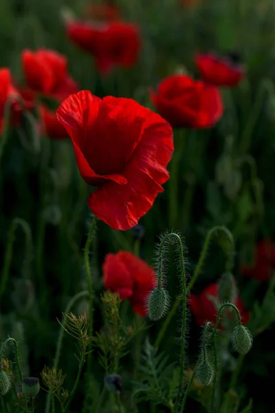 Fiori Papaveri Rossi Fioriscono Sul Campo Selvatico Bellissimi Papaveri Rossi — Foto Stock