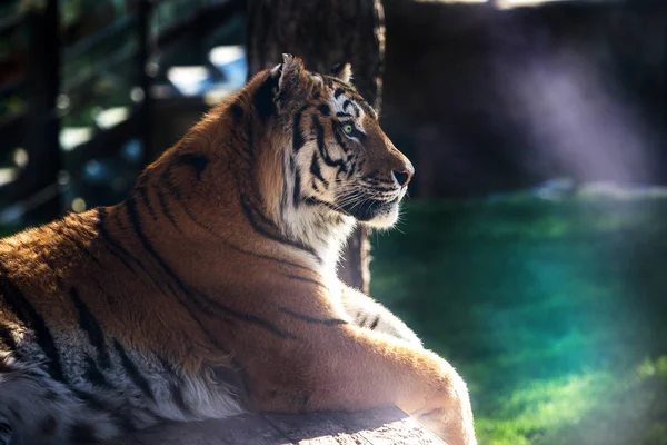 Tigre Siberiana Amur Nel Recinto Dello Zoo Bellissimi Animali Selvatici — Foto Stock