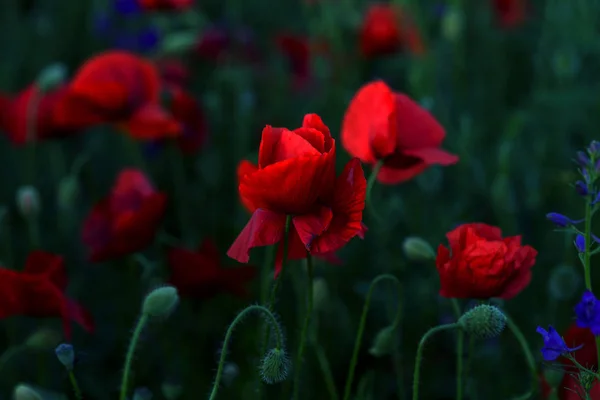 Flowers Red Poppies Blossom Wild Field Beautiful Field Red Poppies — Stock Photo, Image