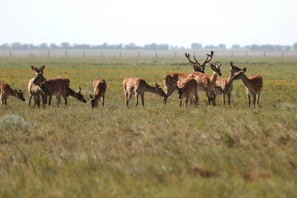 Una Manada Ciervos Manchados Una Estepa Salvaje Ciervo Cervus Nippon —  Fotos de Stock