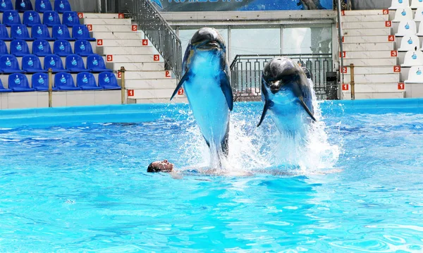 Feliz Hermosa Joven Ríe Nada Con Delfines Piscina Azul Día —  Fotos de Stock