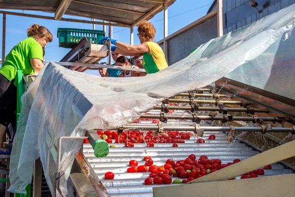 Odessa Ukraine Setembro 2015 Processo Trabalho Produção Tomate Para Fábrica Fotos De Bancos De Imagens