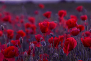 Vahşi alanda çiçek kırmızı haşhaş çiçeği. Seçici odak ile güzel alan kırmızı haşhaş. Yumuşak ışık kırmızı dönüştürülmesini anlatanlar gibi. Haşhaş. Kırmızı haşhaş Glade. Tonlama. Yaratıcı karanlık düşük anahtar işleme