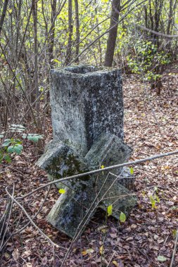 Halı mor papatya çiçekler arka plan, odak seçici odak. Tasarım kartı için çiçek arka plan