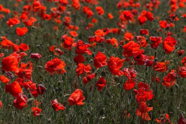 Parlak güneşli bir günde bahar tarlasında kırmızı gelincik çiçekleri