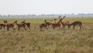 Bir vahşi doğa bozkır içinde benekli geyik sürüsü. geyik (Cervus nippon) olarak da bilinen benekli geyik veya Oskaniya Nova safari park Prairie Japon geyik. Hayvan ve yaban hayatı fotoğraf