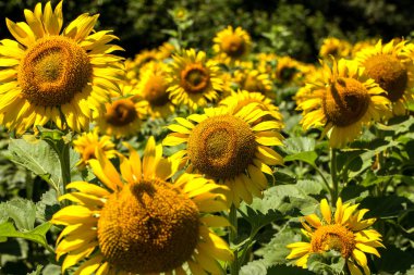 Parlak sarı, turuncu alanda ayçiçeği. Güneşli yaz günü ayçiçeği alanının güzel kırsal manzara. çiftlik sahasında çiçek. kırpma için yemeklik yağ olarak büyüdü. güzel parlak renkli çiçekler