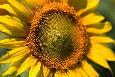 Parlak sarı, turuncu alanda ayçiçeği. Güneşli günde ayçiçeği alanının güzel kırsal manzara. Çiftlik alanı, kırpma için yemeklik yağ olarak yetiştirilen çiçek. Kartı için arka plan olarak. Seçici odak