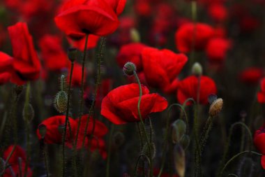 Vahşi alanda çiçek kırmızı haşhaş çiçeği. Seçici odak ile güzel alan kırmızı haşhaş. Yumuşak ışık kırmızı dönüştürülmesini anlatanlar gibi. Haşhaş. Kırmızı haşhaş Glade. Tonlama. Yaratıcı karanlık düşük anahtar işleme