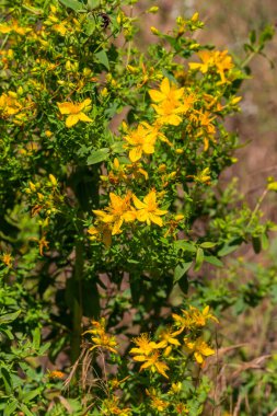 Çayır üzerinde Hypericum çiçekler (Hypericum perforatum veya St John's wort). Seçici odak çiçek üzerinde. Bitki St John's wort sahada büyür. Halk tıbbında kullanıldığı