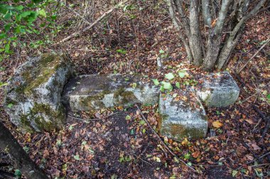 Halı mor papatya çiçekler arka plan, odak seçici odak. Tasarım kartı için çiçek arka plan