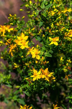 Çayır üzerinde Hypericum çiçekler (Hypericum perforatum veya St John's wort). Seçici odak çiçek üzerinde. Bitki St John's wort sahada büyür. Halk tıbbında kullanıldığı