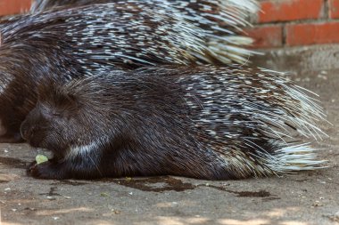 sevimli kirpi. Sevimli kirpi portresi. Malay kirpi veya Himalaya Kirpi (Hystrix brachyura) - bir tür tehlikeli gece memeliler kemirgenler zehirli empennage tüyleri çekim