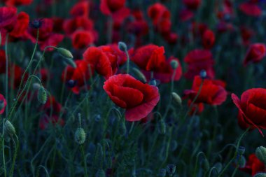 Vahşi alanda çiçek kırmızı haşhaş çiçeği. Seçici odak ile güzel alan kırmızı haşhaş. Yumuşak ışık kırmızı dönüştürülmesini anlatanlar gibi. Haşhaş. Kırmızı haşhaş Glade. Tonlama. Yaratıcı karanlık düşük anahtar işleme