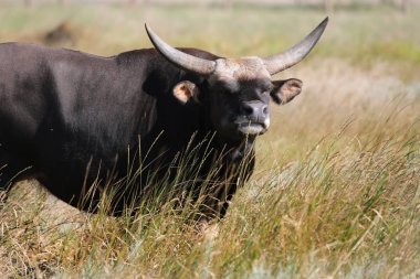 Texas'ın güzel bir sürüsü yüksek çim Ulusal Safari park, Oskaniya Nova, dinleniyor. Vahşi Texas'ın rezerv bozkır içinde nadir nesli tehlike altında olan tür. Nesli tükenmekte olan hayvanların kırmızı kitap