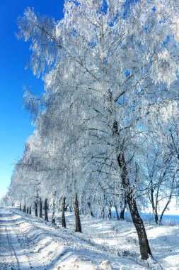 Güzel kış manzara sahne arka plan zekâ kar ağaçlar ve buz nehir kaplı. Güzellik güneşli kış zemin. Harikalar. Snowy orman ayaz ağaçlarda. Sakin kış doğa güneş ışığı altında