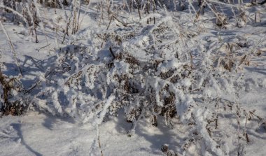Güzel kış manzara sahne arka plan zekâ kar ağaçlar ve buz nehir kaplı. Güzellik güneşli kış zemin. Harikalar. Snowy orman ayaz ağaçlarda. Sakin kış doğa güneş ışığı altında