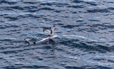 Dead sea yunus yeme martılar. Yunuslar olarak deniz avlayan balıkçı ağlarına ölmek. Vahşi insan müdahalesi hayatından kaybı. Deniz deniz ölü yunus, gagalamayı martılar. Siyah vahşi doğa