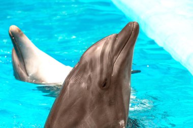 Açık güneşli bir günde bir mavi Yüzme Havuzu su gülümseyen güzel güzel yunus 