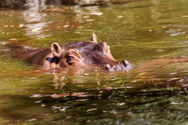 Behemoth tamamen nehir su düzeyinde bir sıcak güneşli yaz gününde boğulmuş. Burun ve gözler Hippo dışarı duckweed nehir yeşil ile kaplı su var. seçici odak.