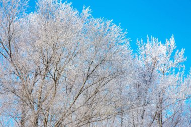 Güzel kış manzara sahne arka plan zekâ kar ağaçlar ve buz nehir kaplı. Güzellik güneşli kış zemin. Harikalar. Snowy orman ayaz ağaçlarda. Sunligh doğada huzurlu kış