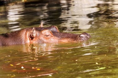 Behemoth tamamen nehir su düzeyinde bir sıcak güneşli yaz gününde boğulmuş. Burun ve gözler Hippo dışarı duckweed nehir yeşil ile kaplı su var. seçici odak.
