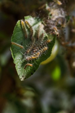 Tırtıllar ağaçta kozalar yaptılar. Tırtıllar ağaçtaki tüm yaprakları yediler ve kozadaki ağ dallarını sardılar. Kelebek tırtılı koza içinde çürüyen ağacın dallarında. Tarım Böcekleri
