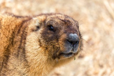Alp büyük kuş kafesi Hayvanat Bahçesi (Marmota Marmota) dağ sıçanı. Güzel gelenek - kahramanı Groundhog hava gün Groundhog öngörür.